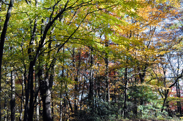 fall colors on a narrow, curvy, dirt road